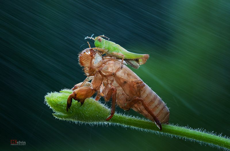 Tiến Lênphoto preview