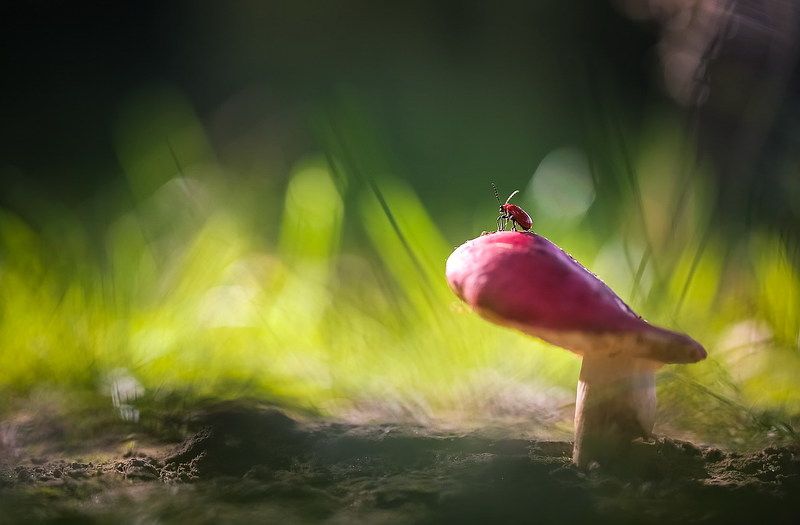 Я наблюдаю как звёзды спускаются с неба ночногоphoto preview