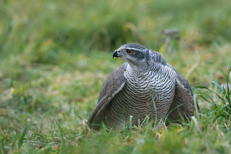 Jastrząbphoto preview