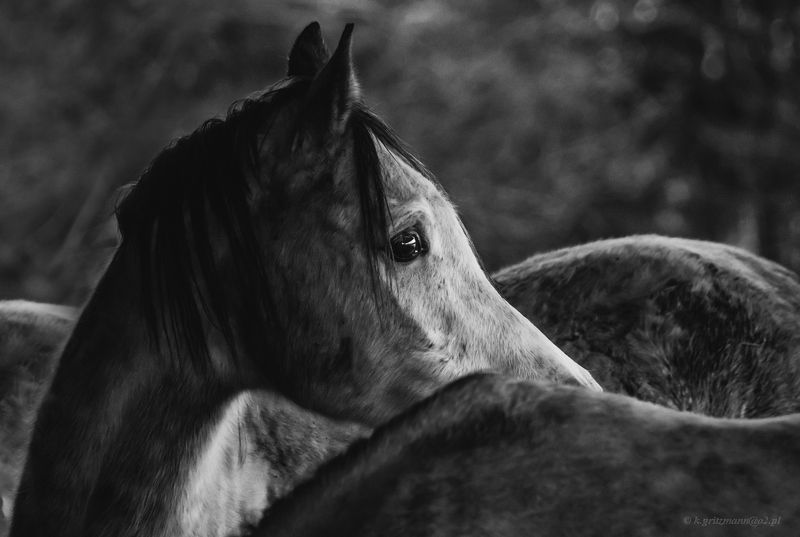 waitingphoto preview