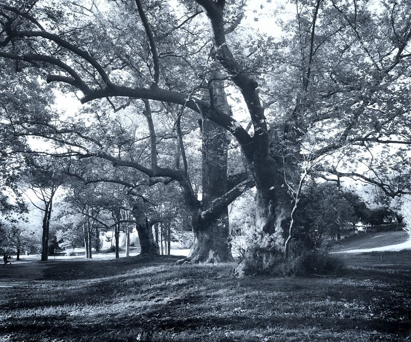 платаны, вековые деревья, рим корни и кроныphoto preview