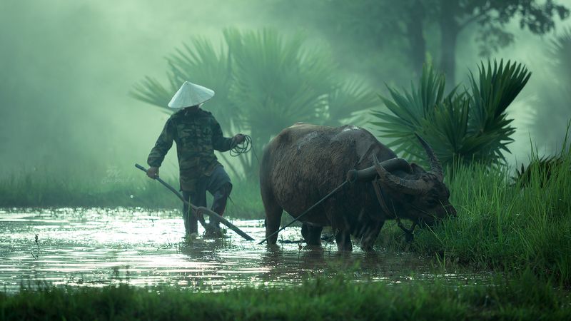 thai,portrait,man,work,buffalo,Thailand,plow,field,vietnam,journalism, Plowed fieldphoto preview