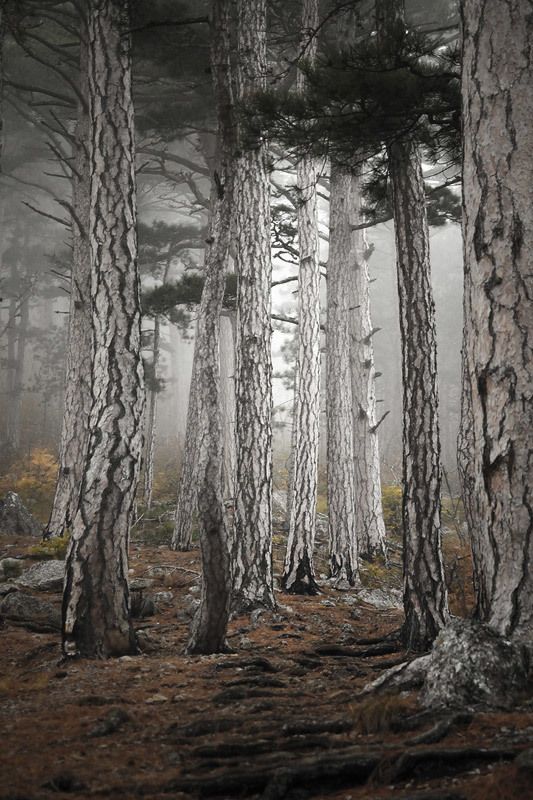 Крым, лес, сосны, горы Светлыеphoto preview