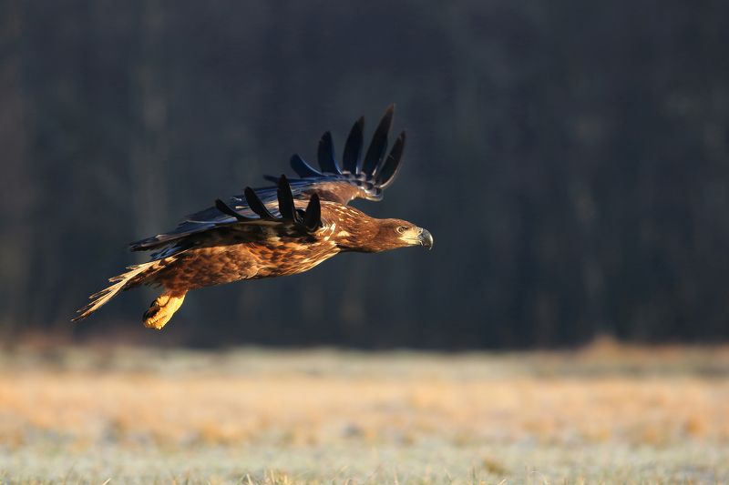 White tailed eagle фото превью
