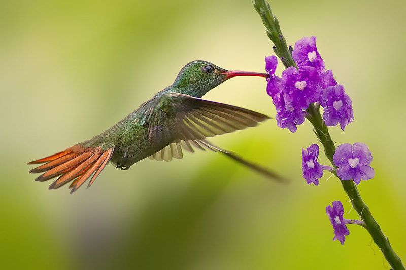 Hummingbirds of Costa Rica (Колибри)photo preview
