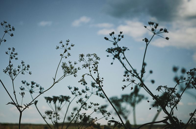 трава, лютики, поле, природа, лето, солнце, колокольчики, небо, анна салтыкова, одуванчики, цветы, растения Травы июньскиеphoto preview