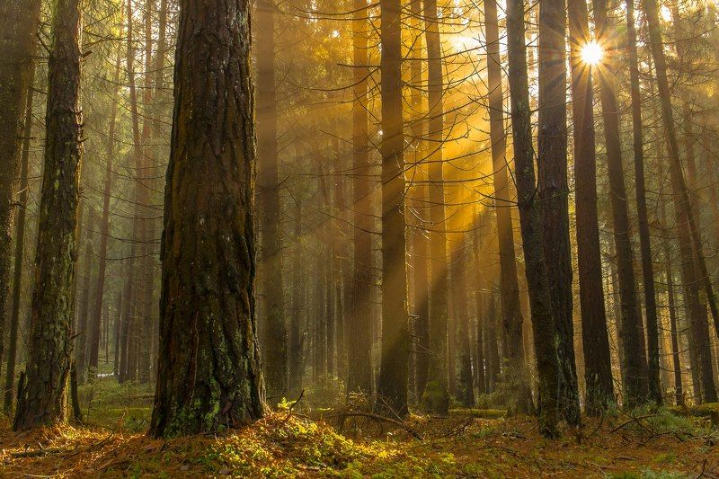 Понравившиеся фотоphoto preview