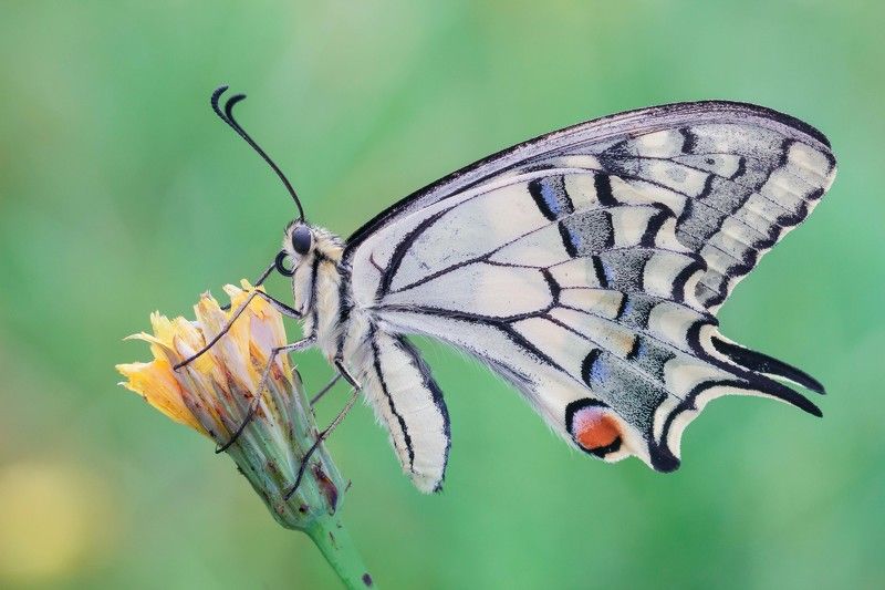 Paż Królowej.photo preview