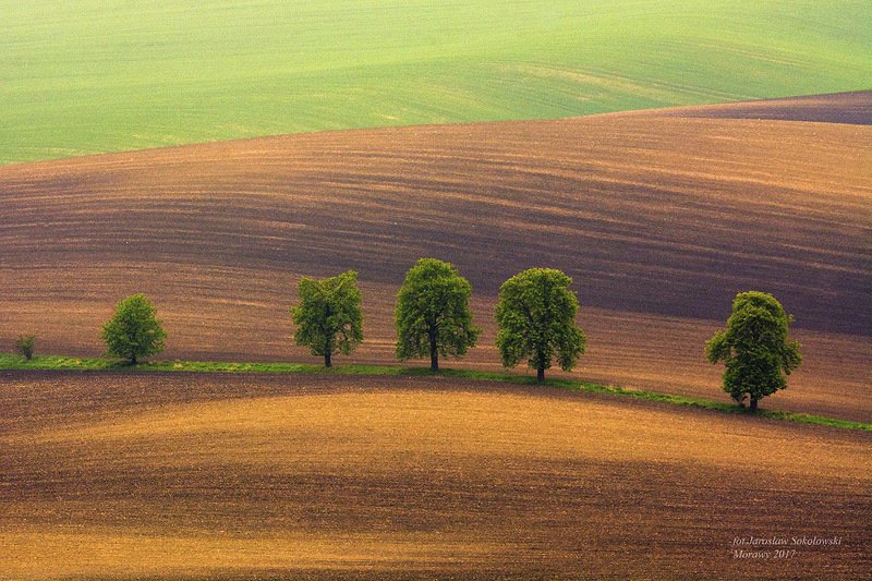 kasztany..photo preview