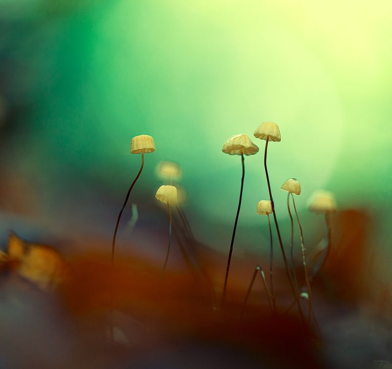 mushroom,mushrooms,nature,forest,macro,fairy,beautiful,close up,marasmius bulliardii,micro, Marasmius bulliardiiphoto preview