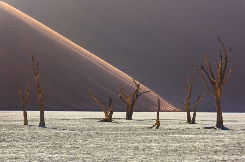 Лес по-африканскиphoto preview