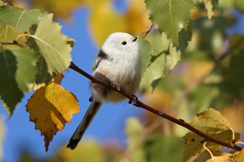 осень, синица, длиннохвостая, ополовник, чумичка, Рига, Латвия, Long-tailed Tit, Aegithalos caudatus,  Вот бы лето не кончалось...photo preview