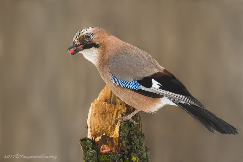 Сойкаphoto preview