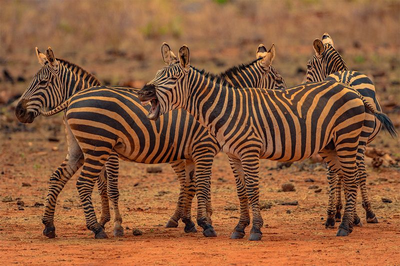 ZEBRY ZEBRYphoto preview