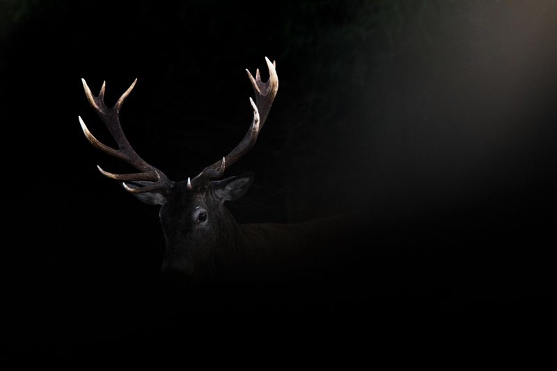 Рогачphoto preview