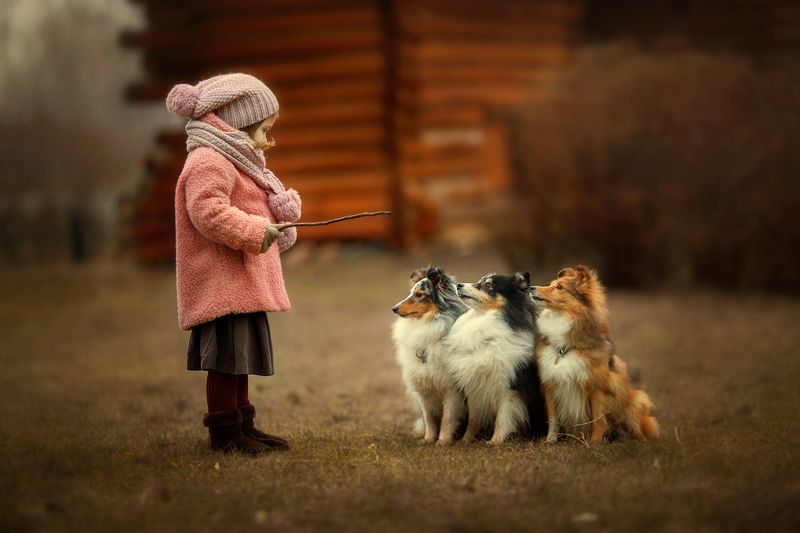 Дети, собаки, осень, девочка, шелти Маленькая дрессировщица.photo preview