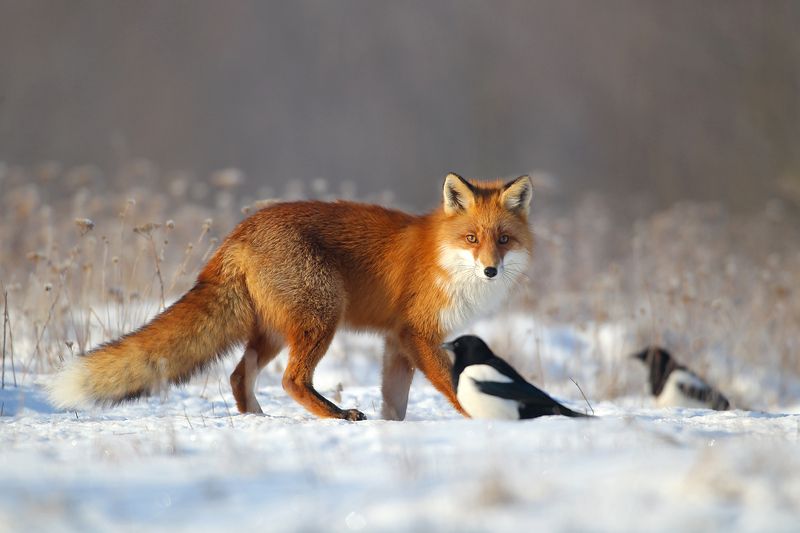 #fox #wild #poland #dolinanarwi Foxphoto preview