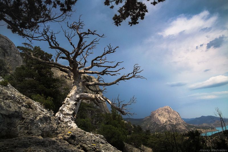 Крым, Новый Свет, дерево, старость, Повидавшийphoto preview