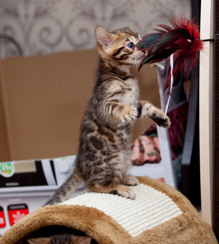 Тяга к прекрасному ))photo preview