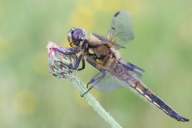 Ważka Czteroplamaphoto preview