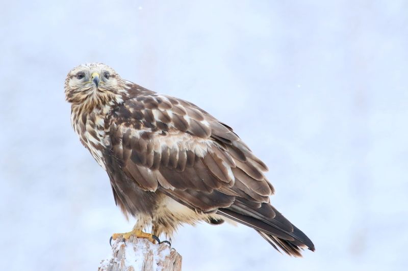buteo lagopus, rough-legged buzzard, buzzard, nature, bird, bird of prey, forest, woods, winter (Buteo lagopus) Rough-legged Buzzardphoto preview