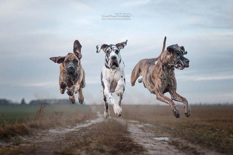 Ritt der Walküren (Полет Валькирий)photo preview