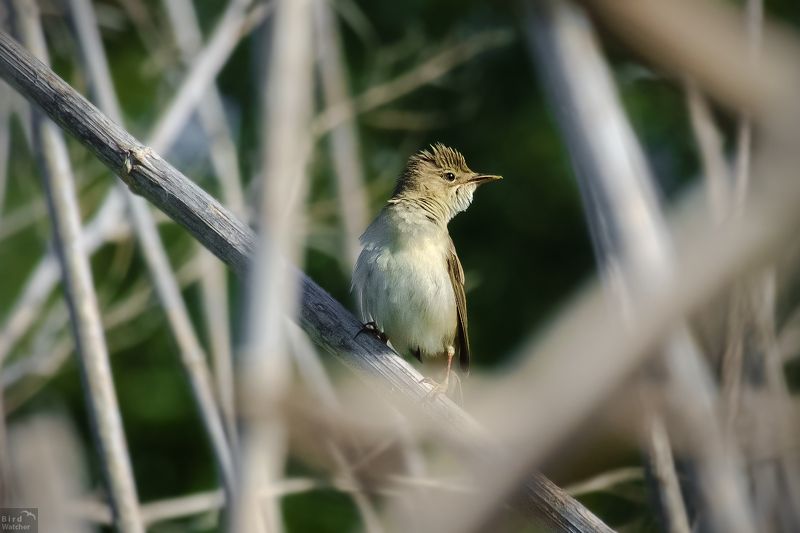 birds, ambush, bird, animals, acrocephalus dumetorum from ambushphoto preview