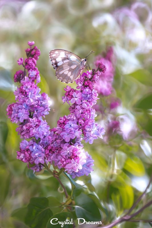 crystal dreams, macro, spring, color, art, nature, butterfly You are my tendernessphoto preview