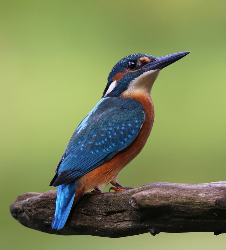 голубой, зимородок, Common Kingfisher, Alcedo atthis, Zivju dzenītis, Riga, Latvia,  Портрет на зелёном фонеphoto preview