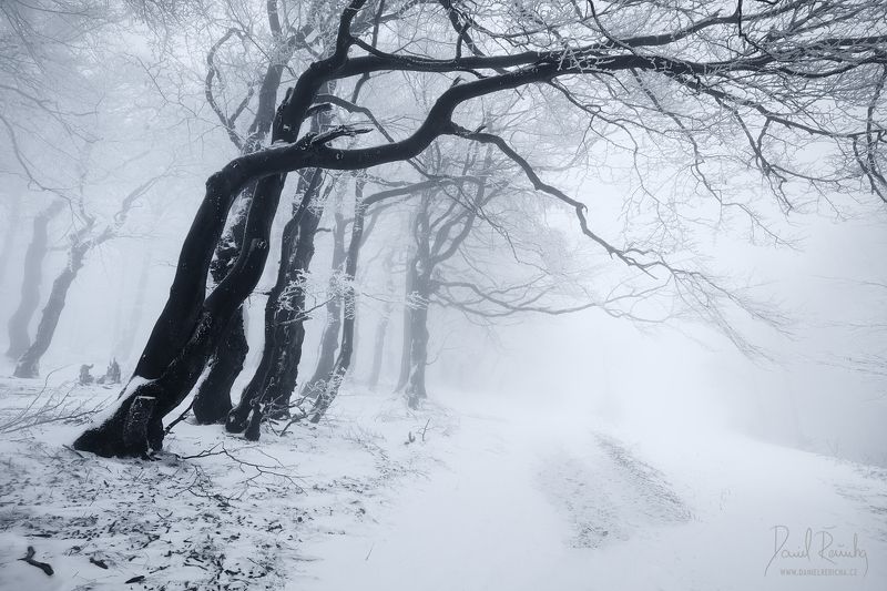 Czech republic, Ore mountains, North Bohemia, Bohemia, Tschechische republik, Erzgebirge, Europe, landscape, mist, fog, winter, winter forest, forest, fine art, foggy, foggy forest, daniel rericha, fairytale forest, mysterious forest,  In the winter forestphoto preview