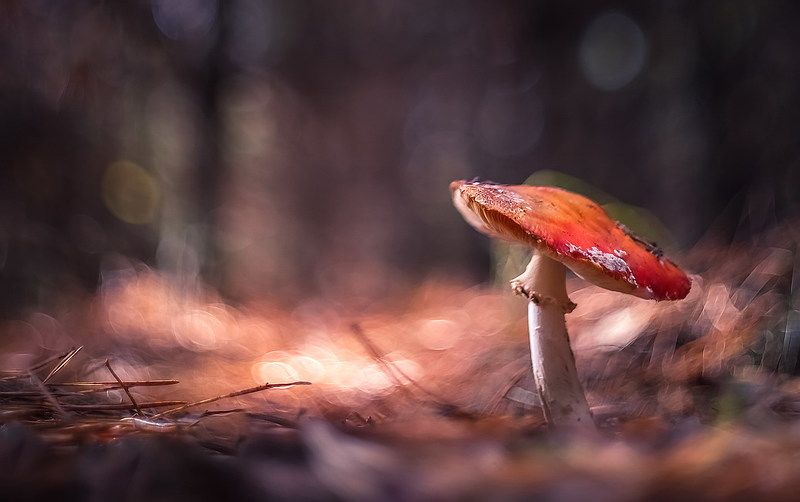 Дон Жуанphoto preview