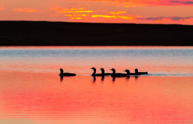 Глазами биологаphoto preview