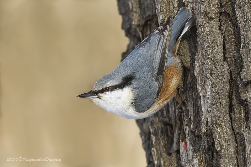 Поползеньphoto preview