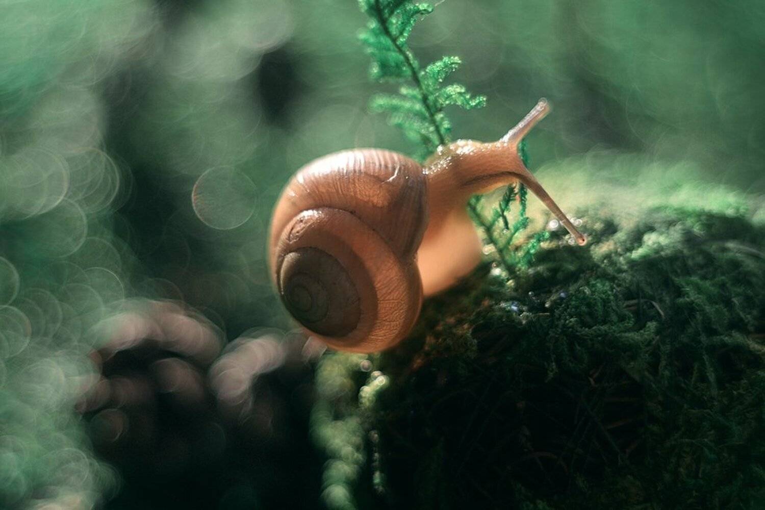 макро, макрофотография, зеленый, улитка, цвет, красиво, Лапшина Владлена