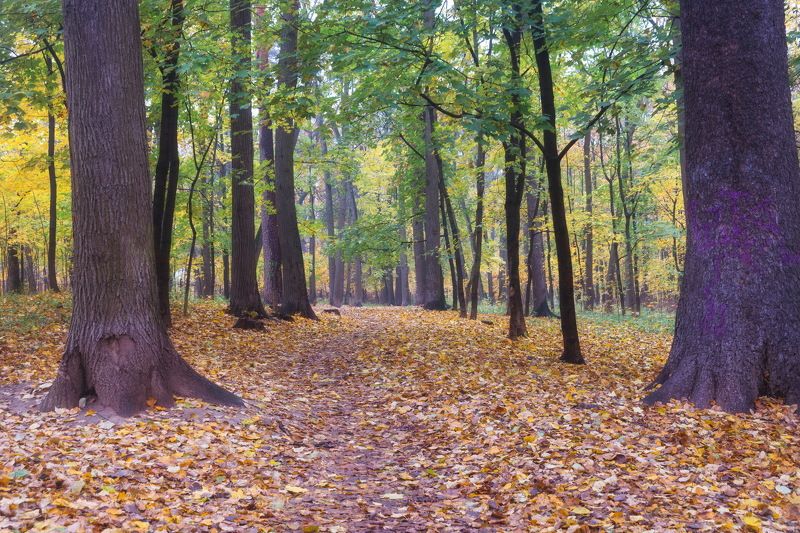 В парке осеннем (вариации)photo preview