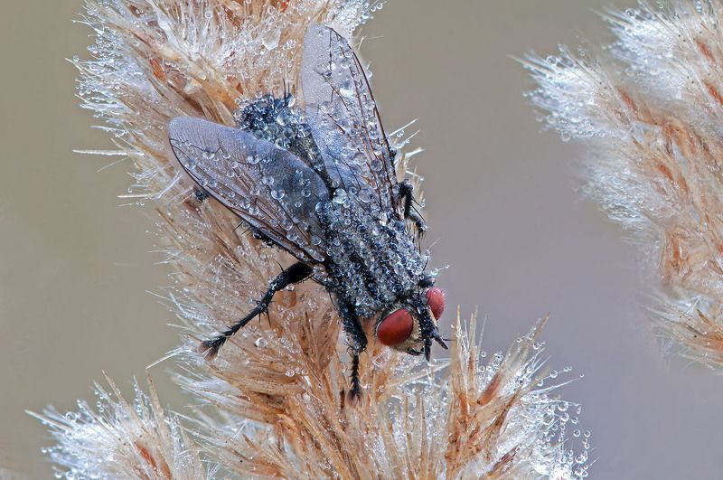 Дама в бриллиантахphoto preview