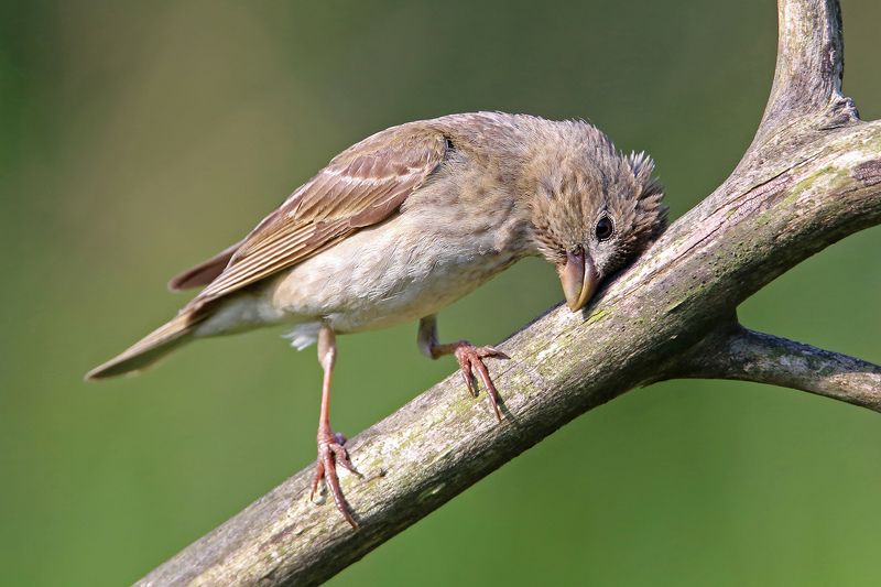 чечевица, Common Rosefinch, Carpodacus erythrinus, Mazais svilpis, Riga, Latvia Кто придумал эти понедельники?!photo preview