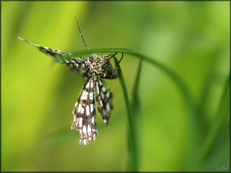 бабочка, природа, насекомые, Пяденица клеверная, пяденица решетчатая, московская область, Chiasmia clathrata (Linnaeus, 1758). Шашечки фото превью