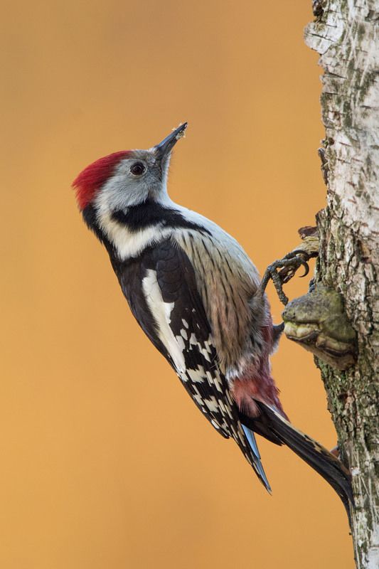 Średni :)photo preview