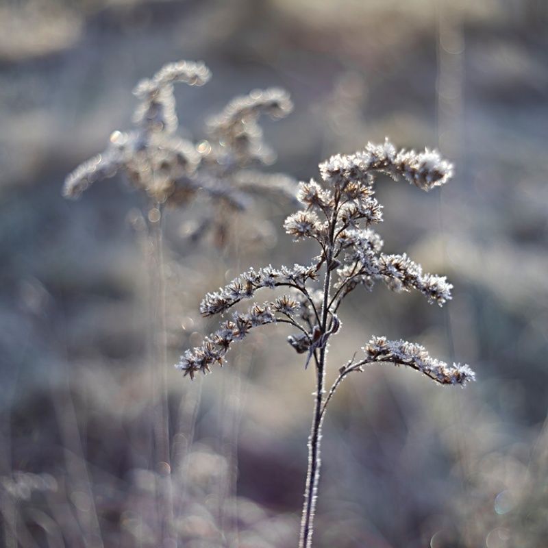 zmarzlinkaphoto preview