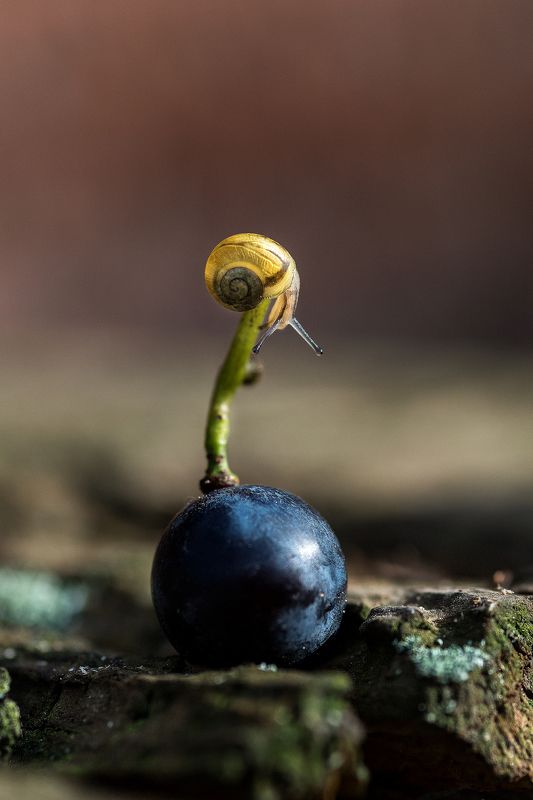 улитка, виноградинка На вершинеphoto preview