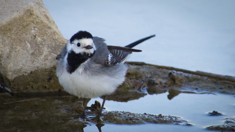 трясогузка, балка терновая, новоалександровск, птица, у воды Трясогузка на Терновой Балкеphoto preview