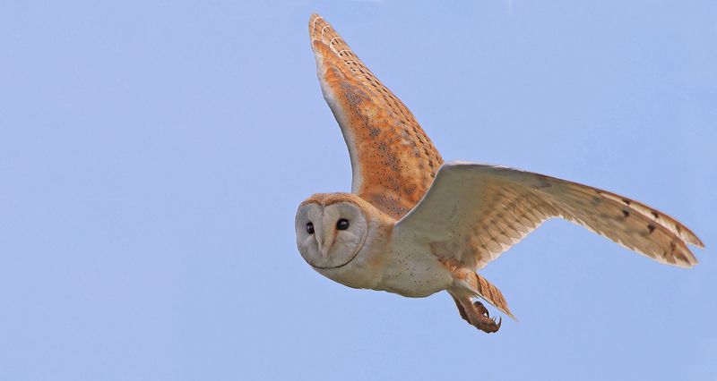 animals,birds,barn owl,7d,400mm, животные,птицы,рыба,сипуха Неожиданная встречаphoto preview