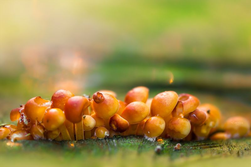 macro, mushrooms, nature, грибы, fungi, природа, макро, зима Зимние грибочкиphoto preview