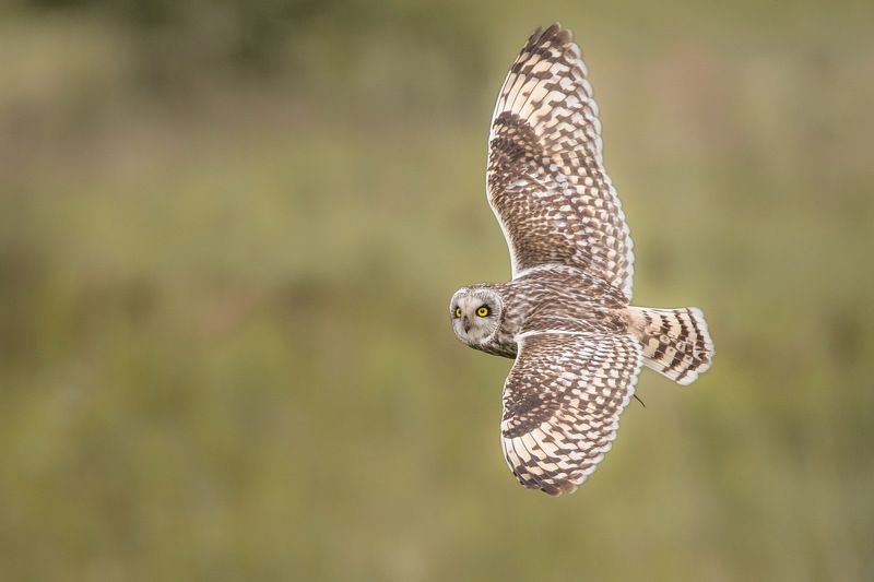 Хвостикphoto preview