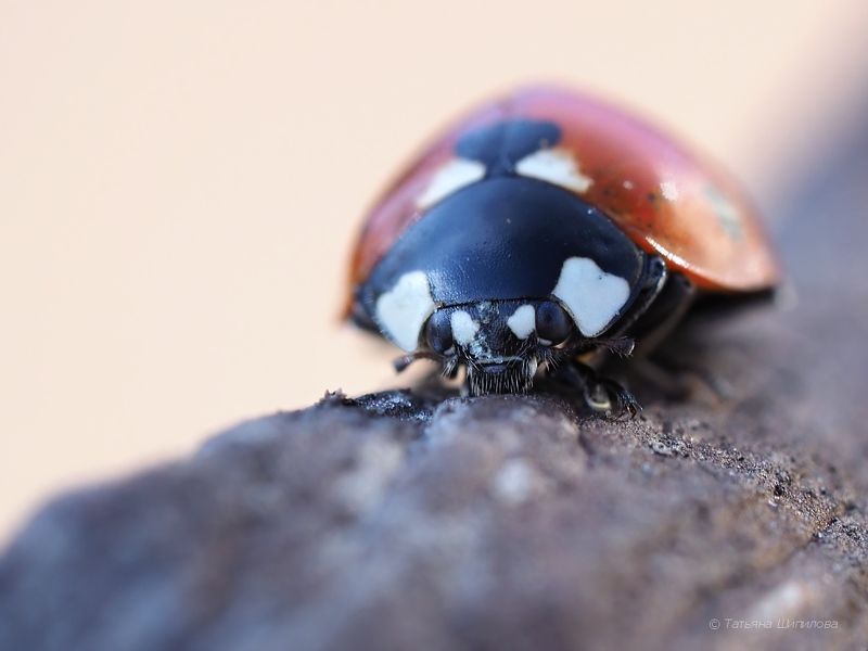 московская область, насекомые, жук, Семиточечная коровка, Coccinella septempunctata, фауна, Seven-spot Ladybird Маленькое путешествие фото превью