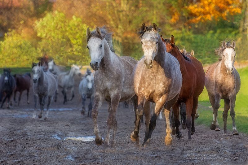 Araby.. Stadnina Koni MIchałówphoto preview