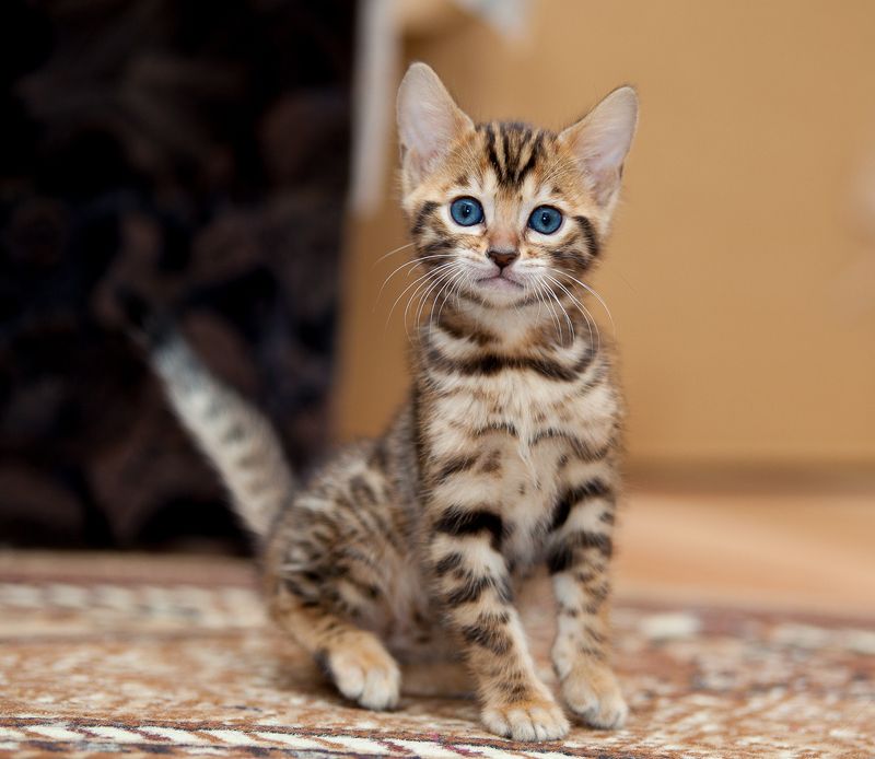 mr.filler ***photo preview