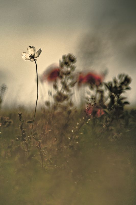 poppy, nature, flowers White whispersphoto preview