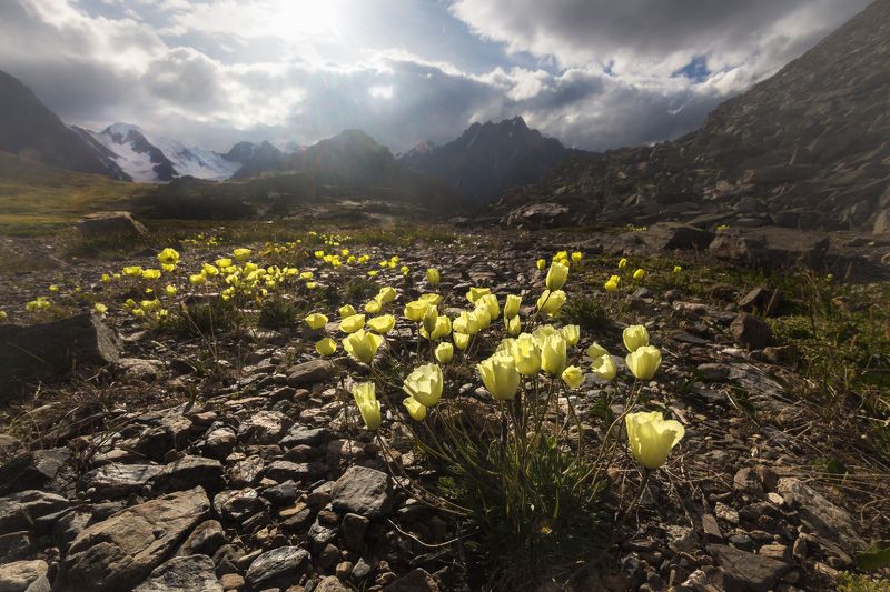 алтай, маки, горы, высокогорье, долина, цветы, природа Сон Деметрыphoto preview